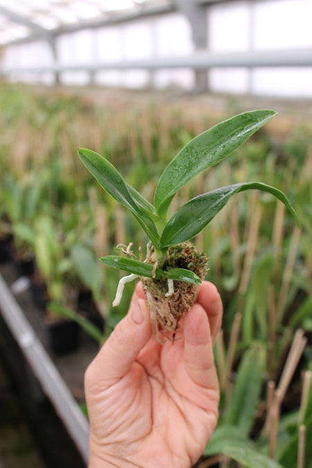 Laelia praestans x Brassavola digbyana.jpg