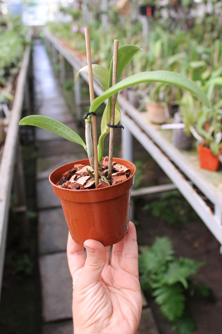 Sophrolaeliocattleya Circle of Life 'Mesmerize' x Sophrolaeliocattleya Newberry Promise.jpg