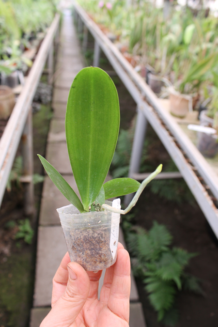 Phalaenopsis Brother Princess 'Hai-Tung'.jpg