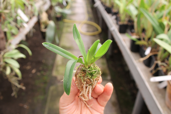 Laelia praestans x Brassavola digbyana.jpg