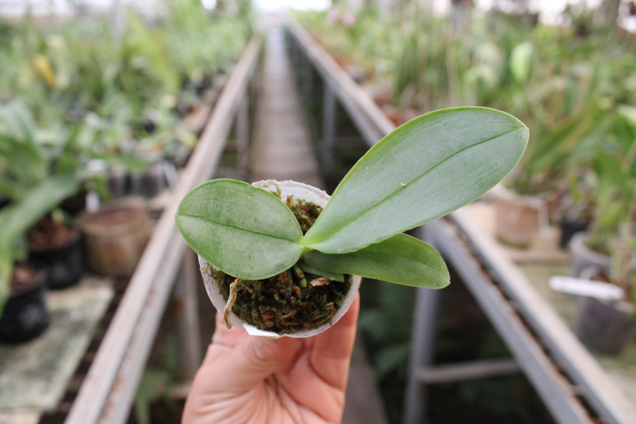 Phalaenopsis Yaphon Goodboy x gigantea.jpg