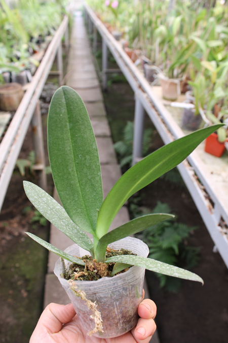 Doritis pulcherrima aquinii.jpg