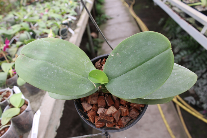 Phalaenopsis Sogo Relex 'F-1661'.jpg