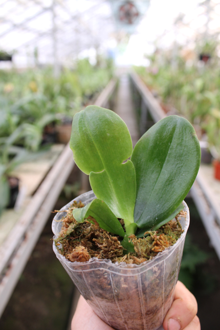Phalaenopsis Joy Spring Canary 'Japan Peach'.jpg
