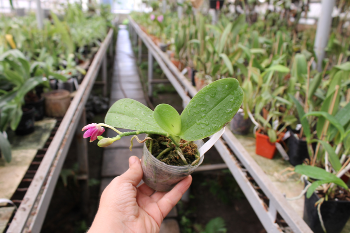 Purple Martin 4N x violacea indigo.jpg