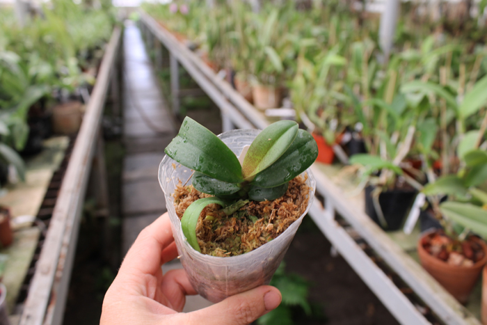 Irene Dobkin 'Elmhurst'.jpg