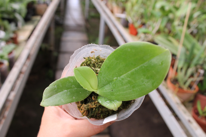 bellina 'LTNB-111'.jpg