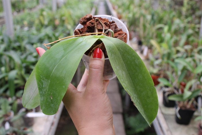 Phalaenopsis Princess Kaiulani '#1' x Princess Kaiulani 'Double Face'.JPG