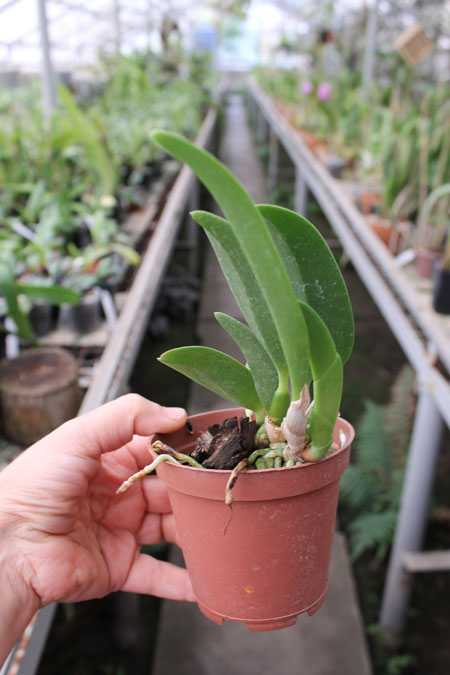 Laelia alaori x praestans.jpg