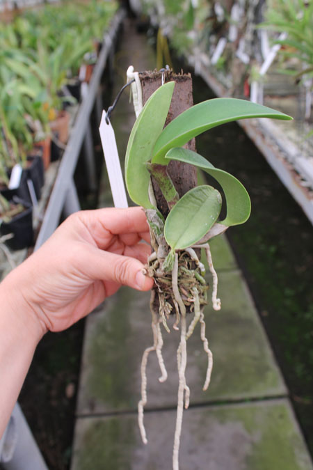 Cattleya walkeriana rubra 'Mineirinha' x Cattleya walkeriana caerulea 'Sta Luzia'.jpg