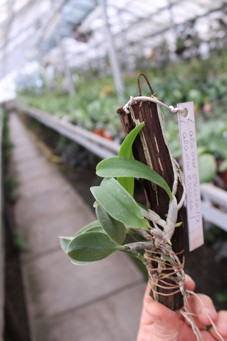 Laelia alaori escura II x Laelia alaori escura.jpg