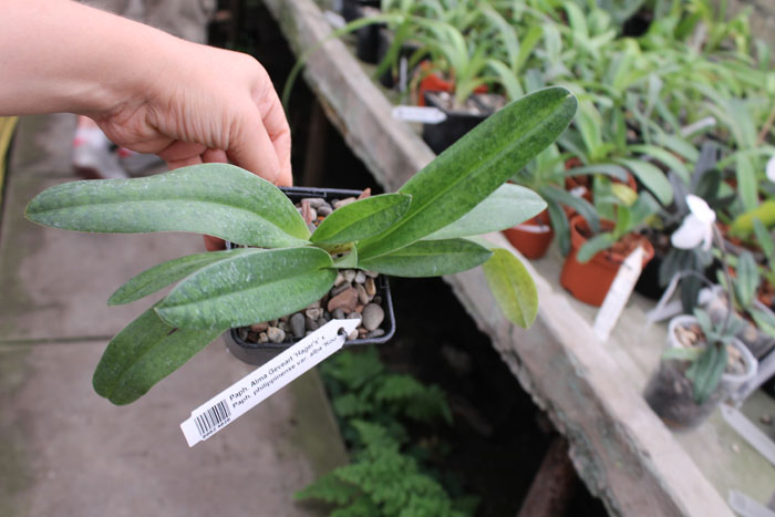 Paphiopedilum Alma Geveart 'Hager's' x Paphiopedilum philippinense var alba 'Kou'.jpg