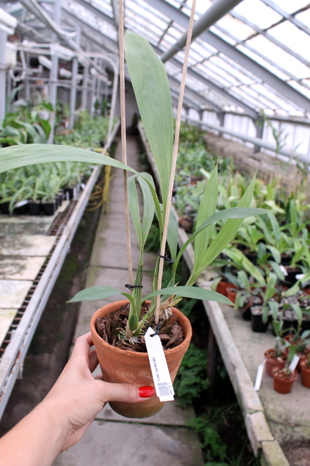 Coelogyne pandurata.JPG