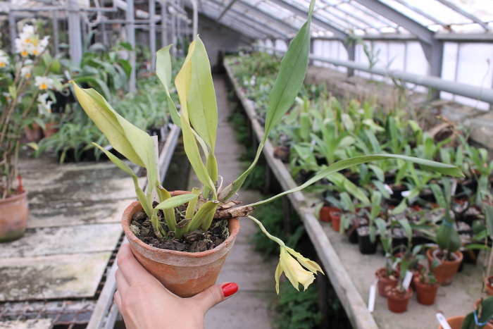 Trichopilia Senne Star (tortilis 'large' x turialbae 'alpha').JPG