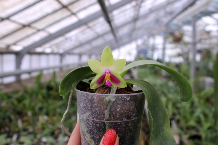 Phalaenopsis KS Happy Eagle.JPG