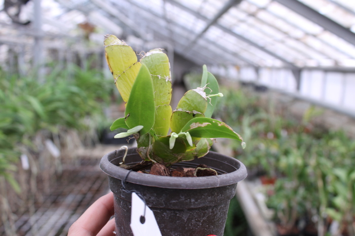 Dendrobium platycaulon.JPG