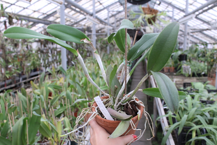 Brassavola digbyana x Cattleya Little Oliver.JPG