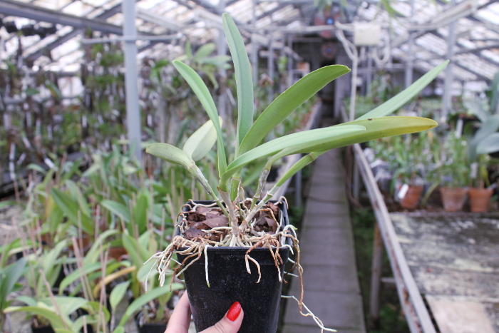 Laeliocattleya Haw Yuan Angel 'Small Beauty' x Brassavola digbyana 'Mr. Pig'.JPG