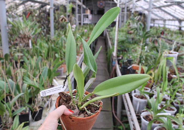 Rhyncholaeliocattleya Always Dream 'Volcano Queen' (Lucky Man x Hawaiian Ovation).JPG