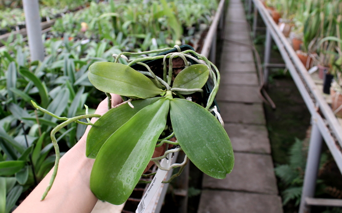 Phalaenopsis Penang Girl.JPG