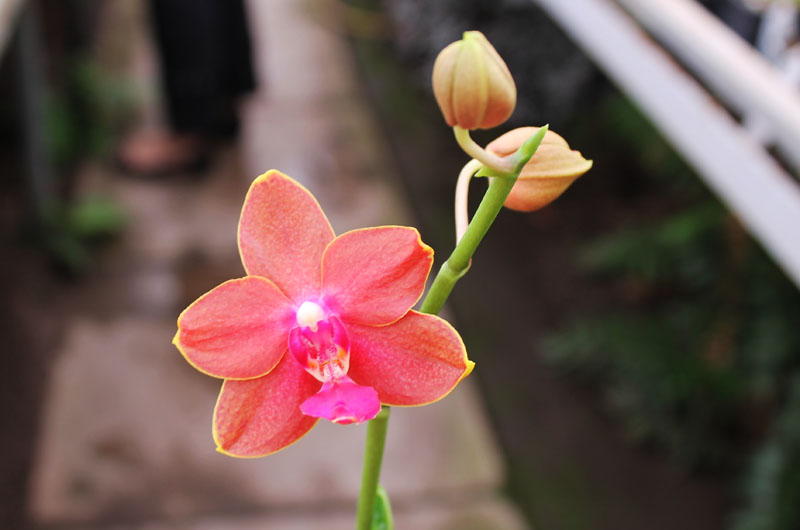 Phalaenopsis Tying Shin Phoenix 'Peter'.jpg