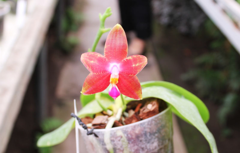 Phalaenopsis amboinensis yellow x violacea indigo.jpg