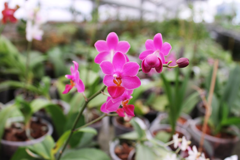 Phalaenopsis Liu's Berry 'SW'.jpg