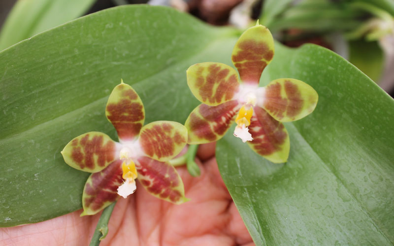 Phalaenopsis Gelblieber x Phalaenopsis venosa.jpg