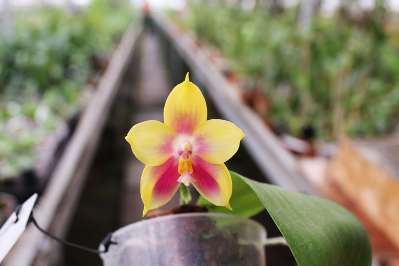 Phalaenopsis Ld's Bear Queen x Chang Mow Evergreen.jpg