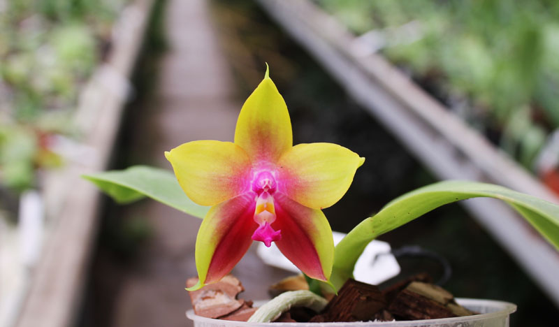 Phalaenopsis KS Happy Eagle x Ld's Bear Queen.jpg