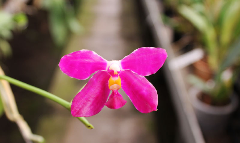 Phalaenopsis pulchra.jpg