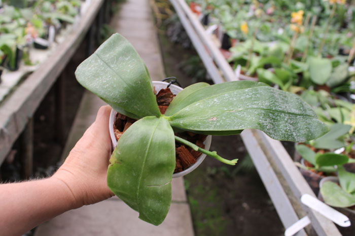 Phalaenopsis Samera 'Blue'.jpg
