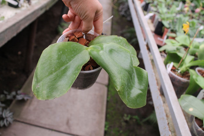 Phalaenopsis Princess Kaiulani 'Chin Yo'.jpg