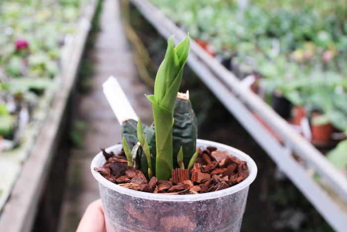 Lycaste groganii.jpg