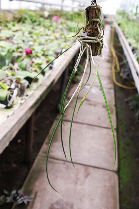 Brassavola flagellaris.jpg