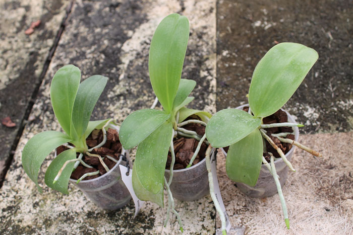 Phalaenopsis pulchra.jpg