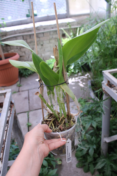 Epidendrum parkinsonianum x Brassavola digbyana.jpg
