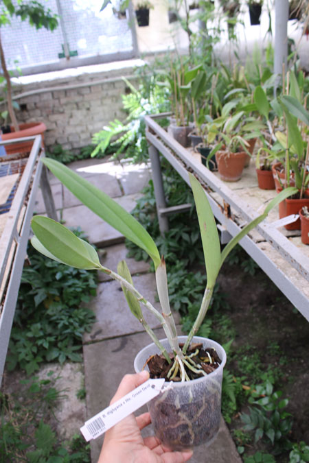 Brassavola digbyana x Rhyncholaeliocattleya Green Devil.jpg