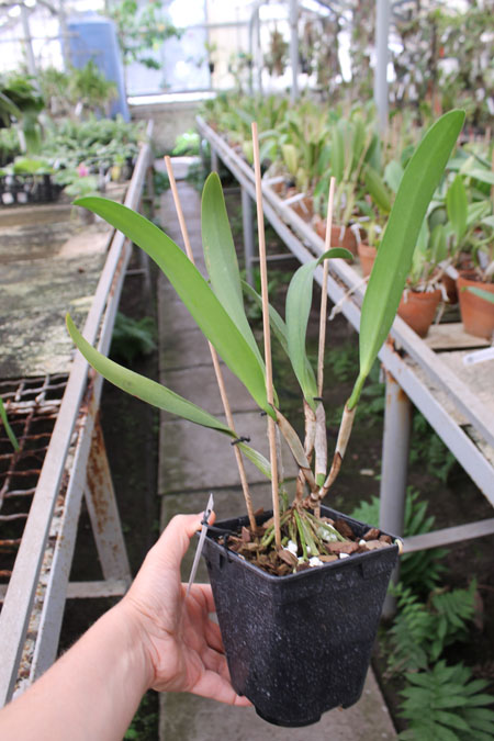 Brassolaeliocattleya Golden 'Green Angel' x Brassavola digbyana 'Uncle Pig'.jpg