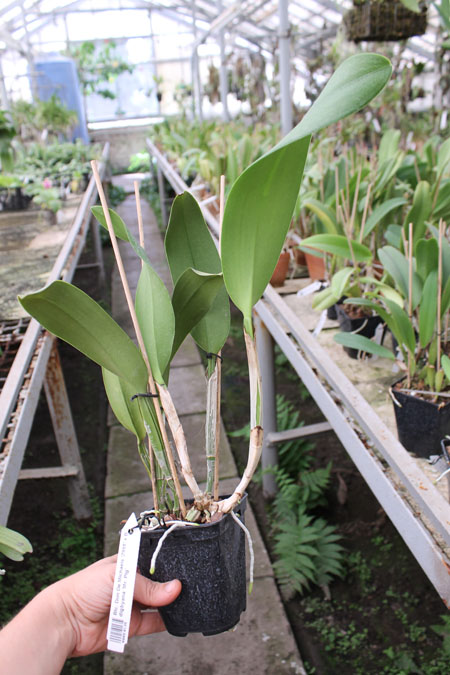 Brassolaeliocattleya Don De Michaels 'Z995' x Brassavola digbyana 'Mr Pig'.jpg