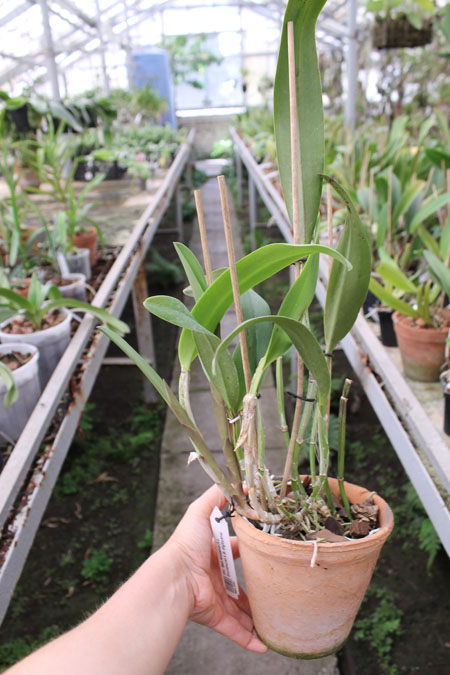 Brassolaeliocattleya Ben Kodama (Laeliocattleya Stonehurst x Brassavola digbyana).jpg