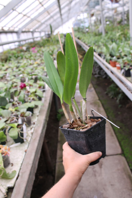 Cattleya Earl 'Imperialis' x Brassolaeliocattleya Ranger Six 'Aok' x Brassavola digbyana 'Mr Pig'.jpg