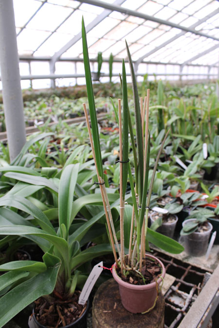 Brassavola David Sander (Brassavola cuculata x Rhyncholaelia digbyana).jpg