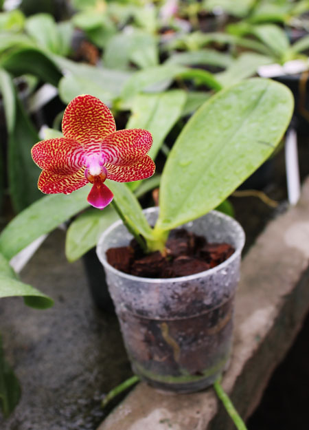 Phalaenopsis Mituo Sun King #1.jpg