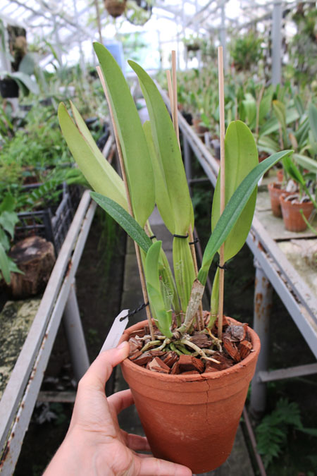Cattleya mossiae amoena.jpg