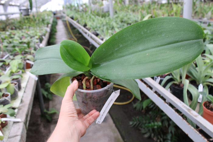 Phalaenopsis I-Hsin Angel x Salu Peoker.jpg