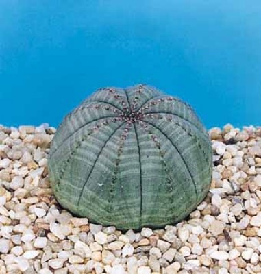 Euphorbia-obesa.jpg