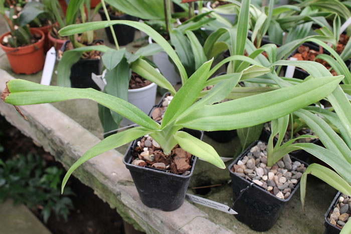 Phragmipedium besseae.jpg