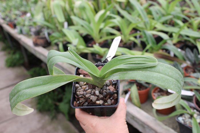 Paphiopedilum Michael Koopowitz 'In-Charm' x Paphiopedilum Prince Edward of York 'In-Charm'.jpg