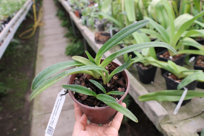 Paphiopedilum Jerry Spence (Berenice '3759A' х rothschildianum 'Nan').jpg